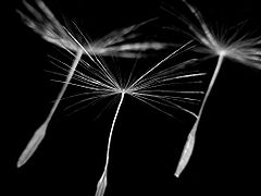 Dandelion seeds (achenes) can be carried long distances by the wind.